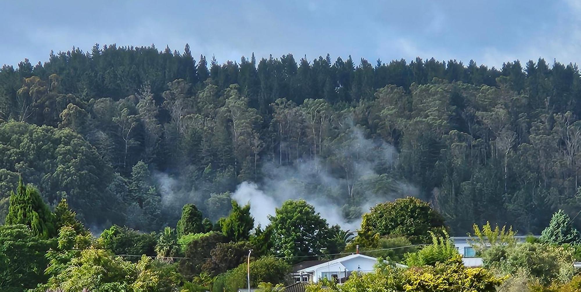 Redwood * Rotorua