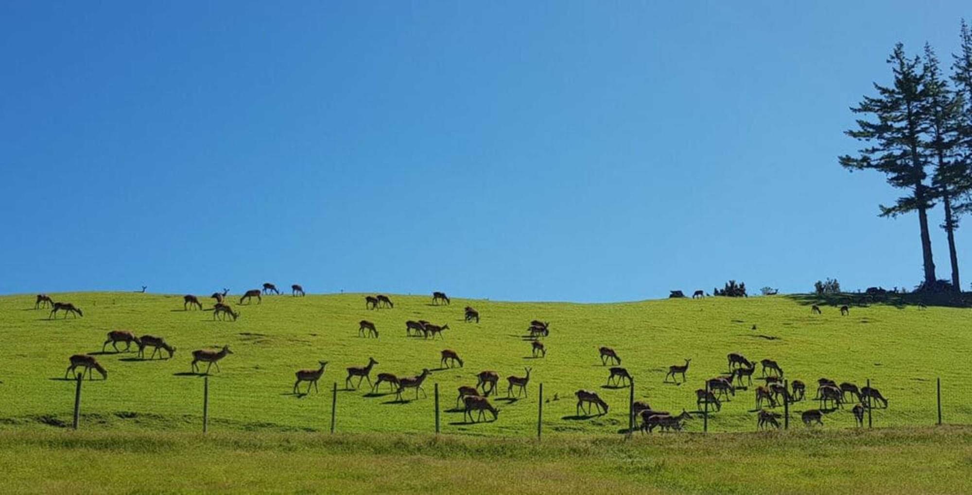 Aorangi Peak 6 By Tiny Away Holiday home *