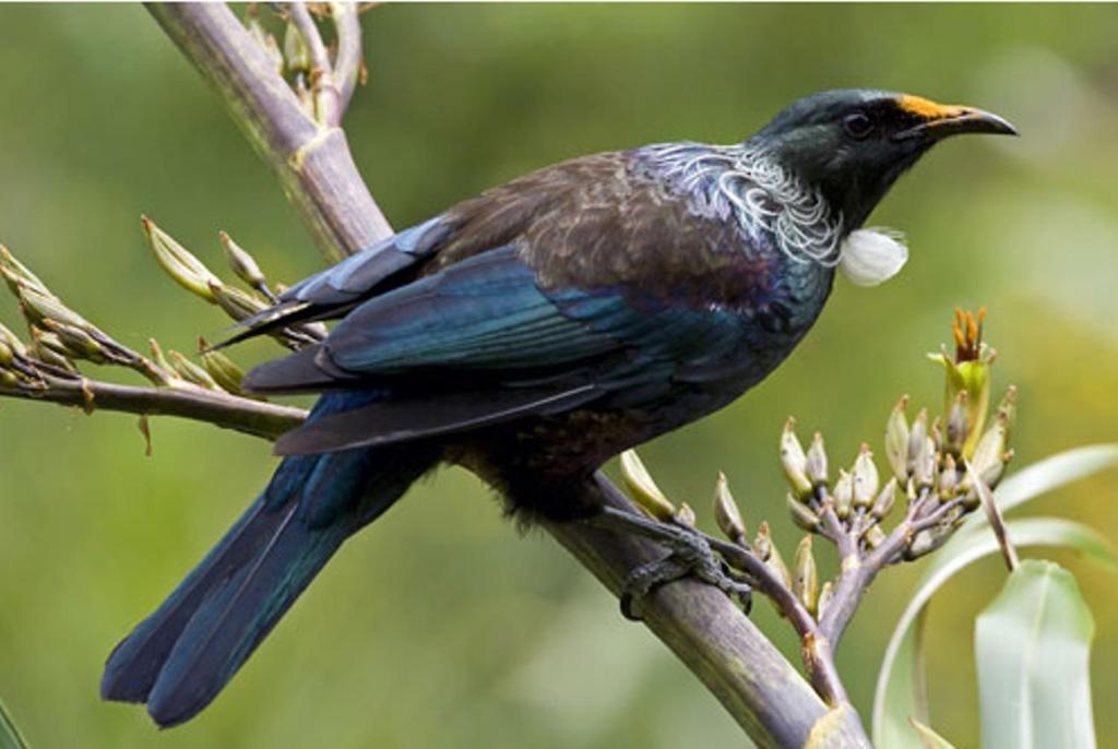 A Panoramic Country Bed & Breakfast Rotorua