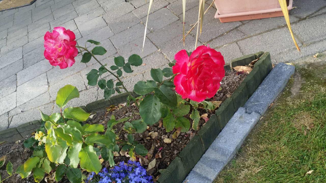 Rose Court Motel Rotorua