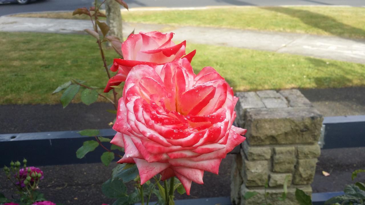 Rose Court Motel 4*