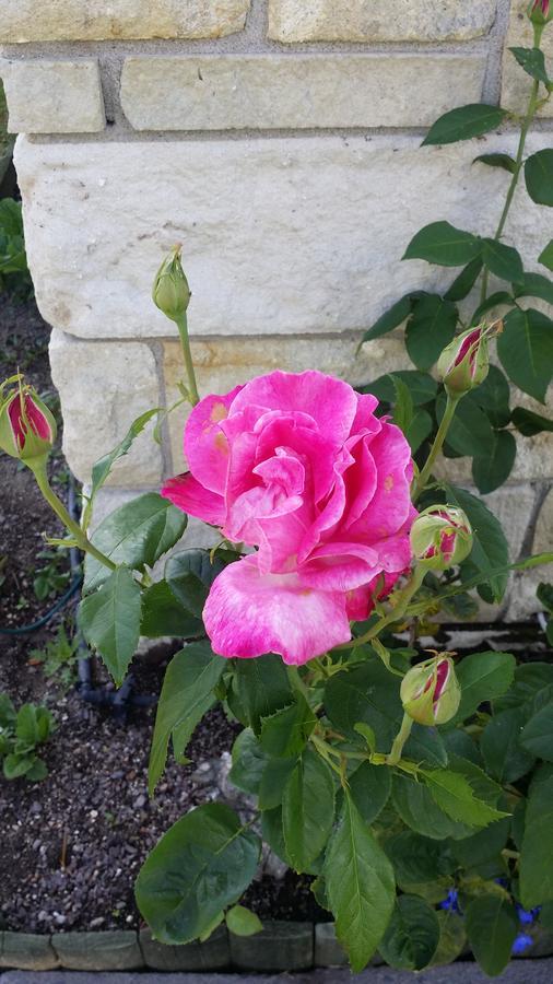 Rose Court Rotorua
