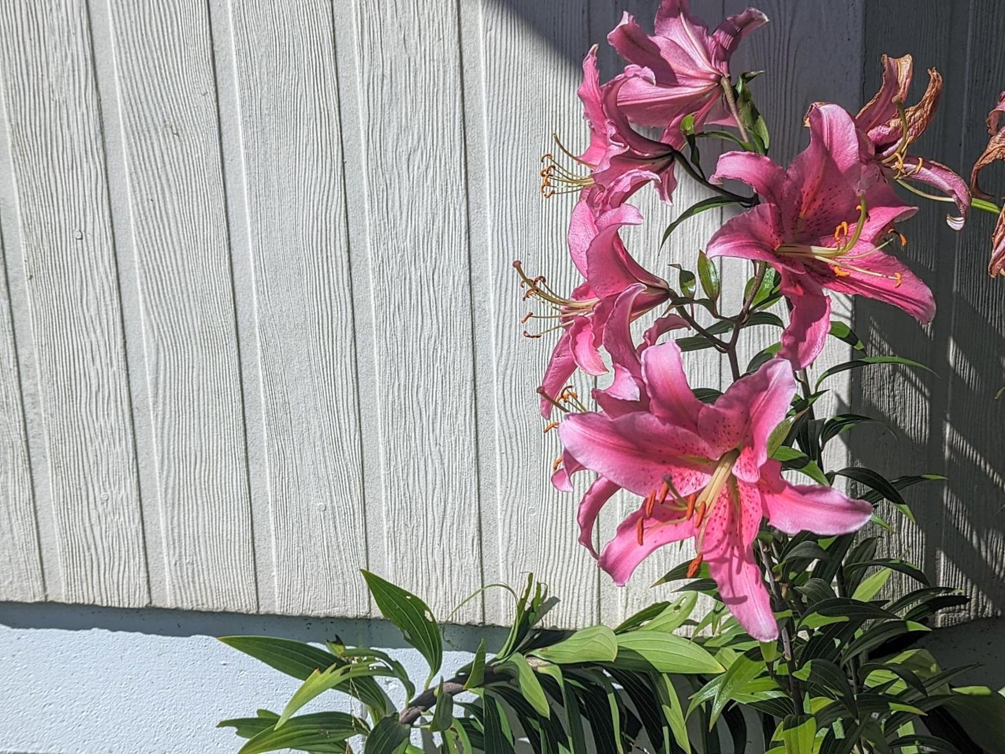 Holiday home Available Now! Family Near Redwood Forest