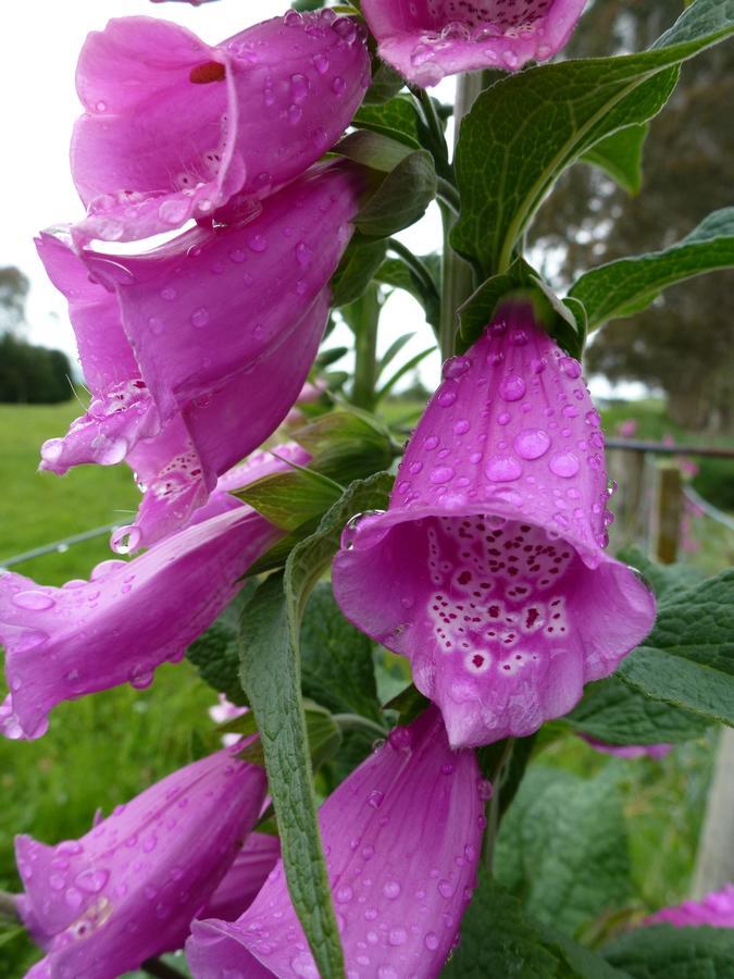 Blossom Bed & Breakfast Rotorua