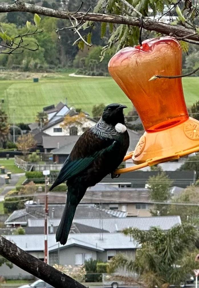 Bed & Breakfast Karanda Rotorua